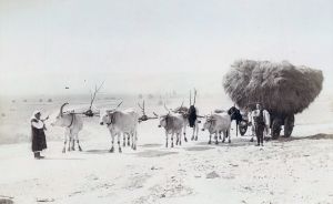 Žena i muškarac u narodnoj nošnji s volovskom zapregom