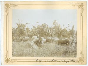 Ovčar s miehom u srednjoj Istri