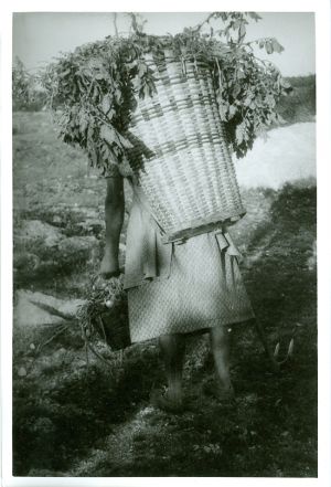 Zora Juratkova nosi koš z napravun