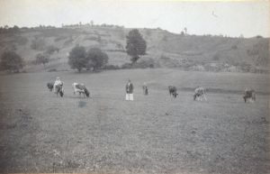 Na paši s kravama (Vinipotek)