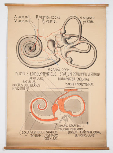 Shema labirinta unutarnjeg uha i njegove obskrbe krvlju