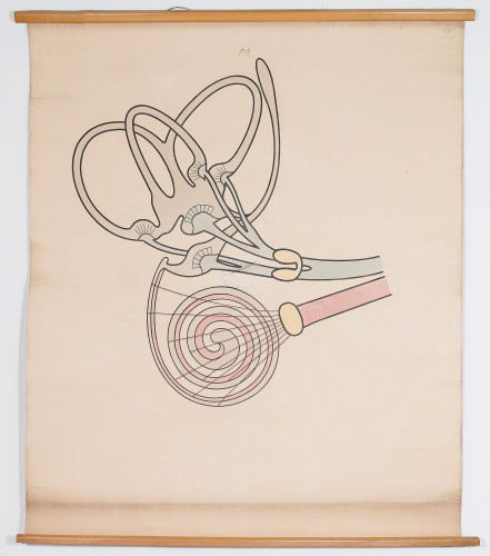 Grafički presjek kroz vestibularno osjetilo