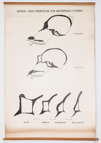 Nastanak čeonog sinusa od antropoida do čovjeka
