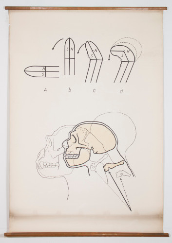 Kifoza lubanjske osnovice zbog čovjekova uspravna položaja i nastanak sfenoidna sinusa (N - neurokranij, S - splanhokranij)