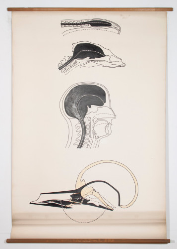 Usporedba osi lubanjske osnovice i medule spinalis u žabe, majmuna i čovjeka (opaža se redukcija obiju čeljusti u čovjeka)