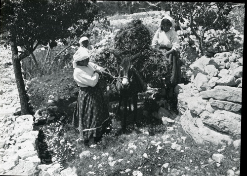 Osjenač se donosi kući (Goveđari)