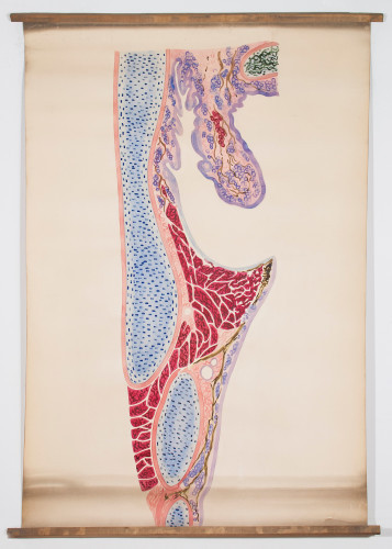 Grafički prikaz presjeka kroz grkljan i glasiljke