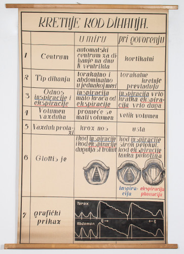Položaj glasiljki pri nosnom i usnom disanju te pri govoru
