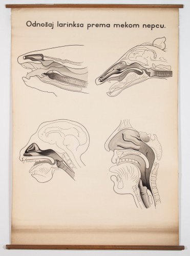 Odnos grkljana prema mekom nepcu (u vodozemaca, četveronožaca, majmuna i čovjeka)