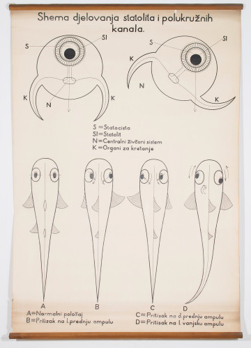 Shema odnosa položaja statolita i polukružnih kanala