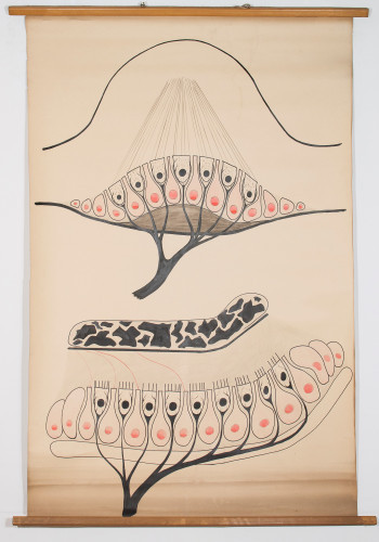 Crtež histološkog presjeka tzv. kupule i otolita (unutar polukružnih kanalića unutarnjeg uha)