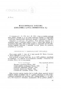 Mallophaga goluba (Columba livia domestica L.) / A. Lui