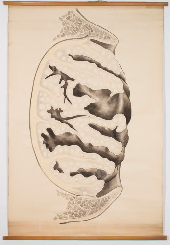 Grafički prikaz histološkog presjeka kroz nepčanu tonzilu