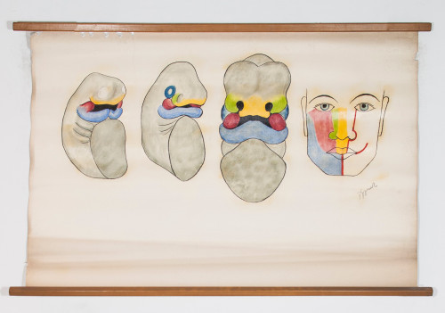 Embrionalni razvoj gornje i donje čeljusti