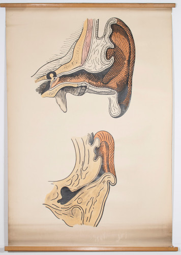 Vertikalni (koronalni) presjek kroz uho u odraslog (gore) i u novorođenčeta (dolje)