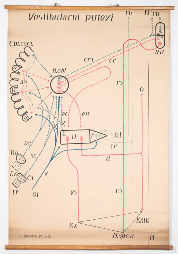 Shematski prikaz vestibularnih puteva