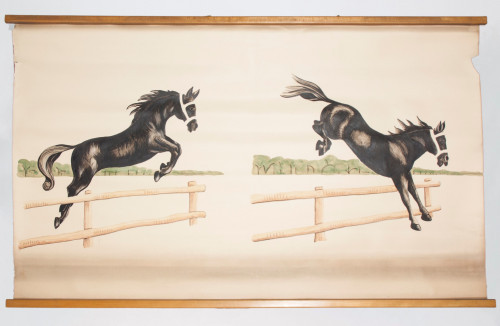 Utjecaj otolita na uspješan konjski preskok prepone (položaj se glave u prostoru ne mijenja!)