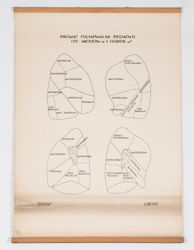 Bronho-pulmonalni segmenti prema Jacksonu i Huberu