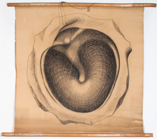 Grafički prikaz izgleda normalna bubnjića (ovdje lijevoga)