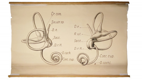 Vestibularni aparat – građa