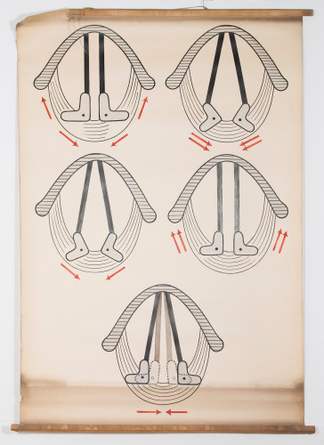Shematski prikaz pokreta glasiljki i laringealnih zglobova pri disanju i fonaciji
