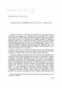 Parasiti zamorčeta (Cavia Cobaya) / M. Žuković