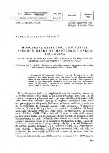 Miocenski gastropod Semicassis saburon nađen u Medvednici nakon 100 godina / Vanda Kochansky-Devidé