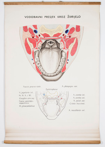 Jedan od vodoravnih presjeka kroz usta i ždrijelo