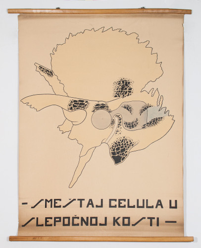 Raspored koštanih celula u sljepoočnoj kosti