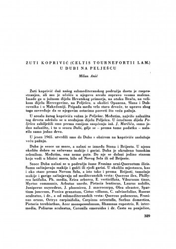 Žuti koprivić (Celtis tournefortii lam.) u Dubi na Pelješcu / M. Anić